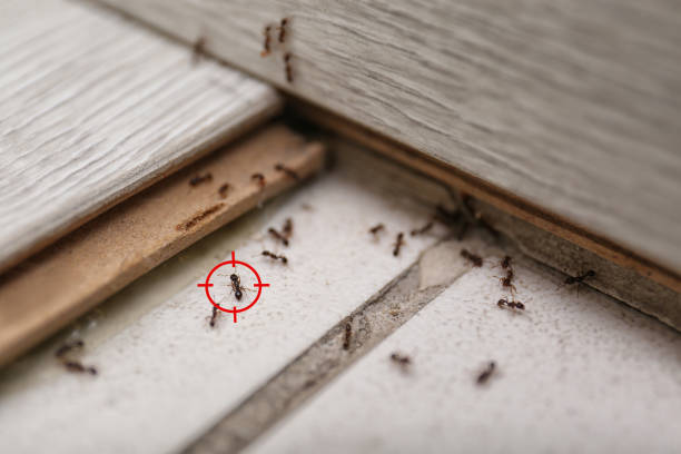 Best Bed Bug Extermination  in Kyle, TX